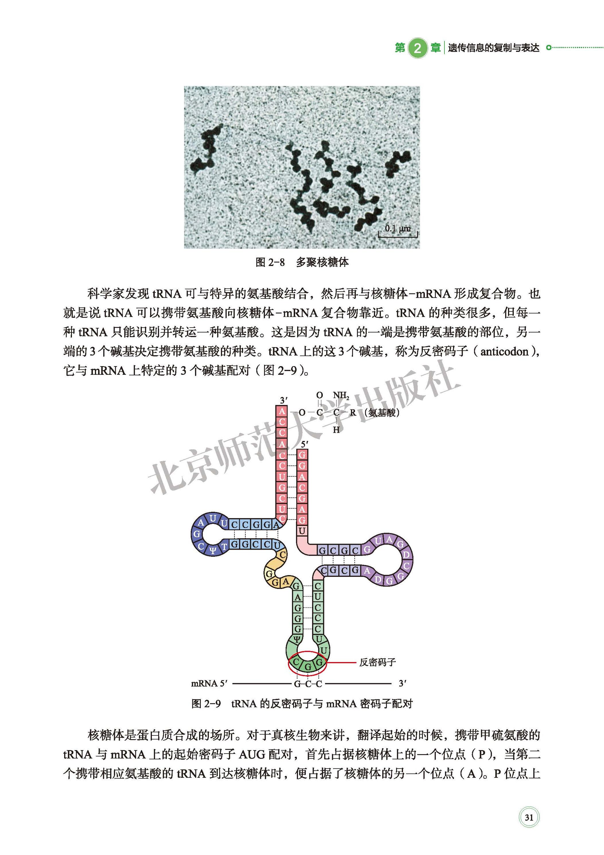 普通高中教科书·生物学必修2 遗传与进化（北师大版）PDF高清文档下载